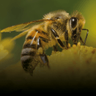 A close up of a bee sitting on top of a yellow flower.