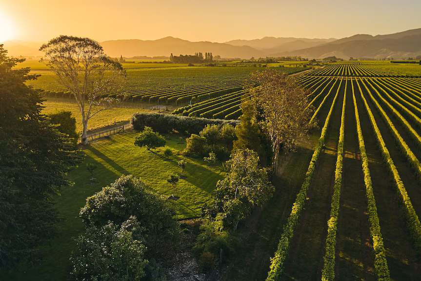 A vineyard at sunset, with rows of grapevines extending toward distant hills under a warm, golden sky.
