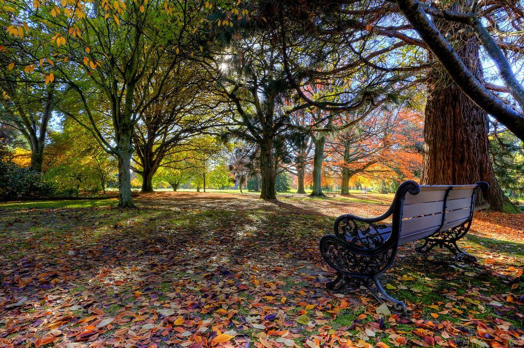 A wooden park bench sits on a bed of fallen autumn leaves under a grove of trees with yellow and orange foliage.