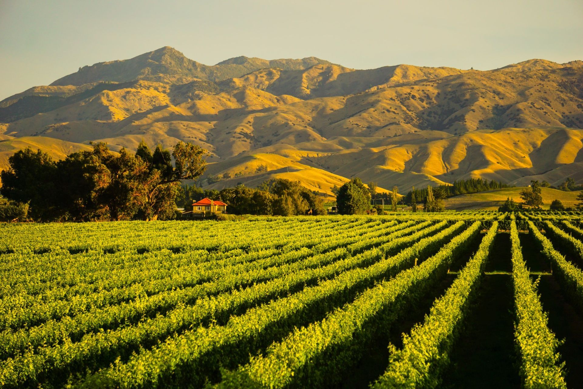 Vineyard rows stretch toward a large, golden-hued mountain range under a clear, warm sky.
