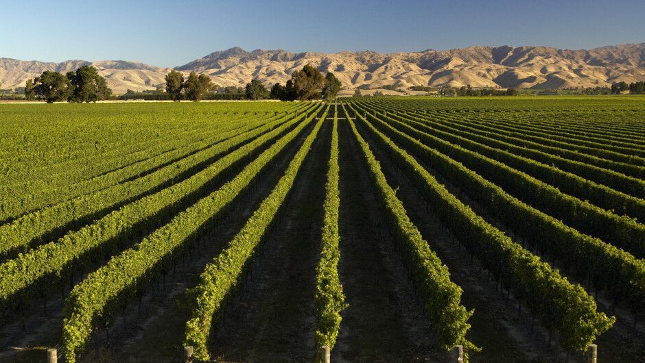 Rows of vibrant green grapevines stretching toward distant mountains under a clear blue sky.