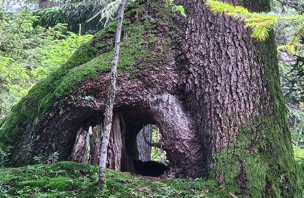 Ein Baumstumpf mit einem Loch darin mitten in einem Wald.