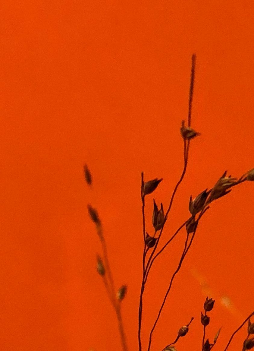 A close up of a plant against an orange background.