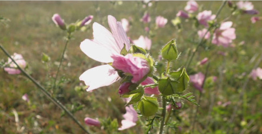 Eine Nahaufnahme einer rosa Blume auf einem Feld.