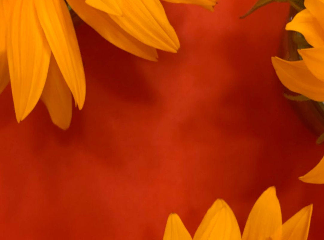 Gelbe Sonnenblumenblätter umrahmen einen leuchtend roten Hintergrund.