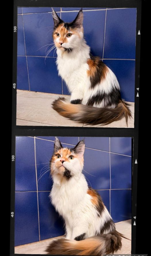 Gatto calico seduto davanti a una piastrella blu. In alto, guarda avanti. In basso, guarda in alto.