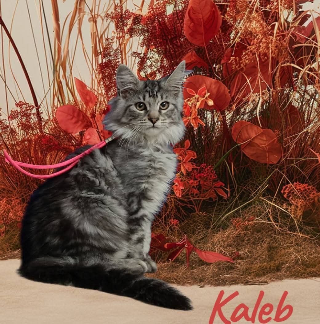 Un gatto soriano grigio è seduto di fronte alla telecamera; indossa un guinzaglio rosa e si trova su uno sfondo di piante rossastre.