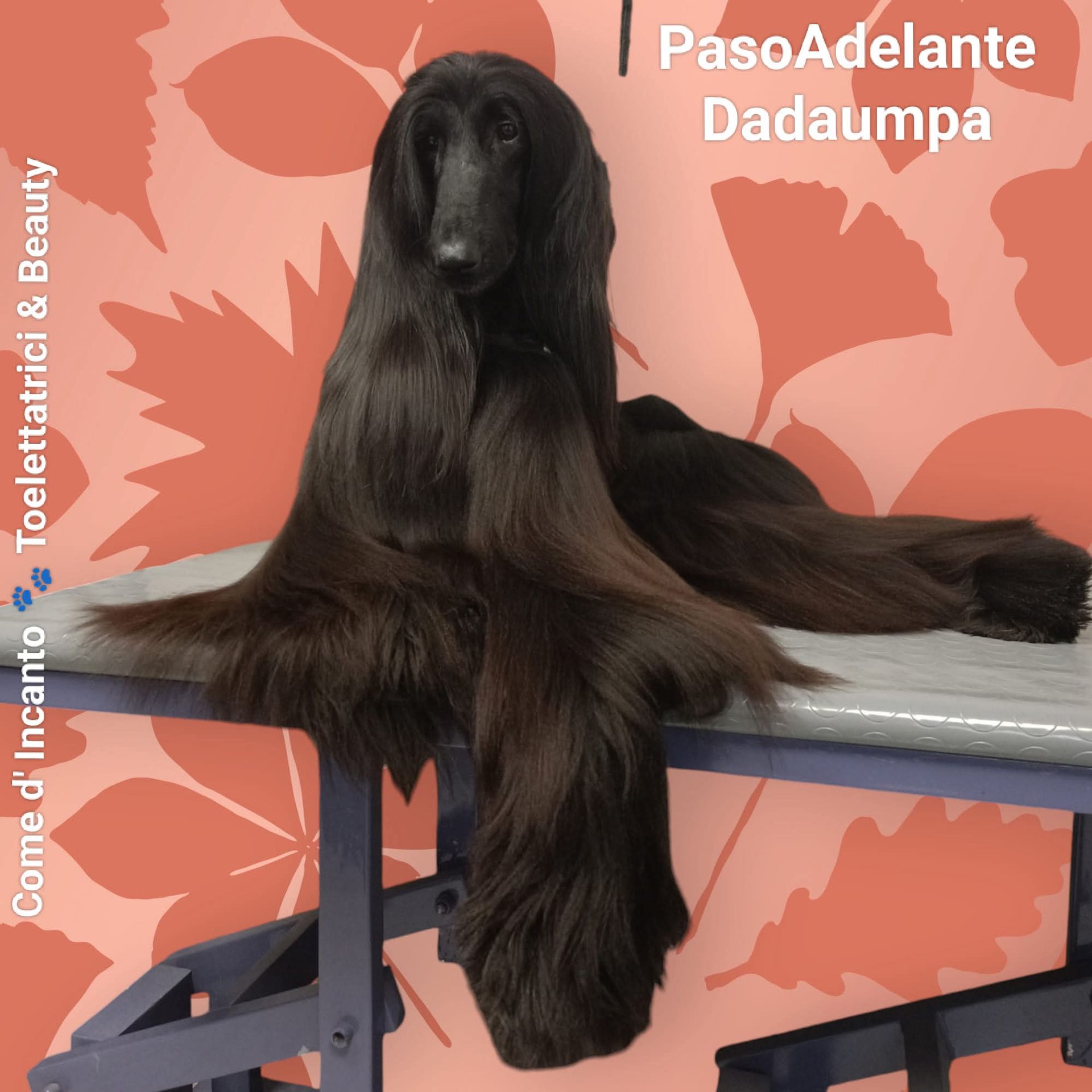 Levriero afgano dal lungo pelo nero, seduto su un tavolo. Sullo sfondo un motivo floreale arancione.