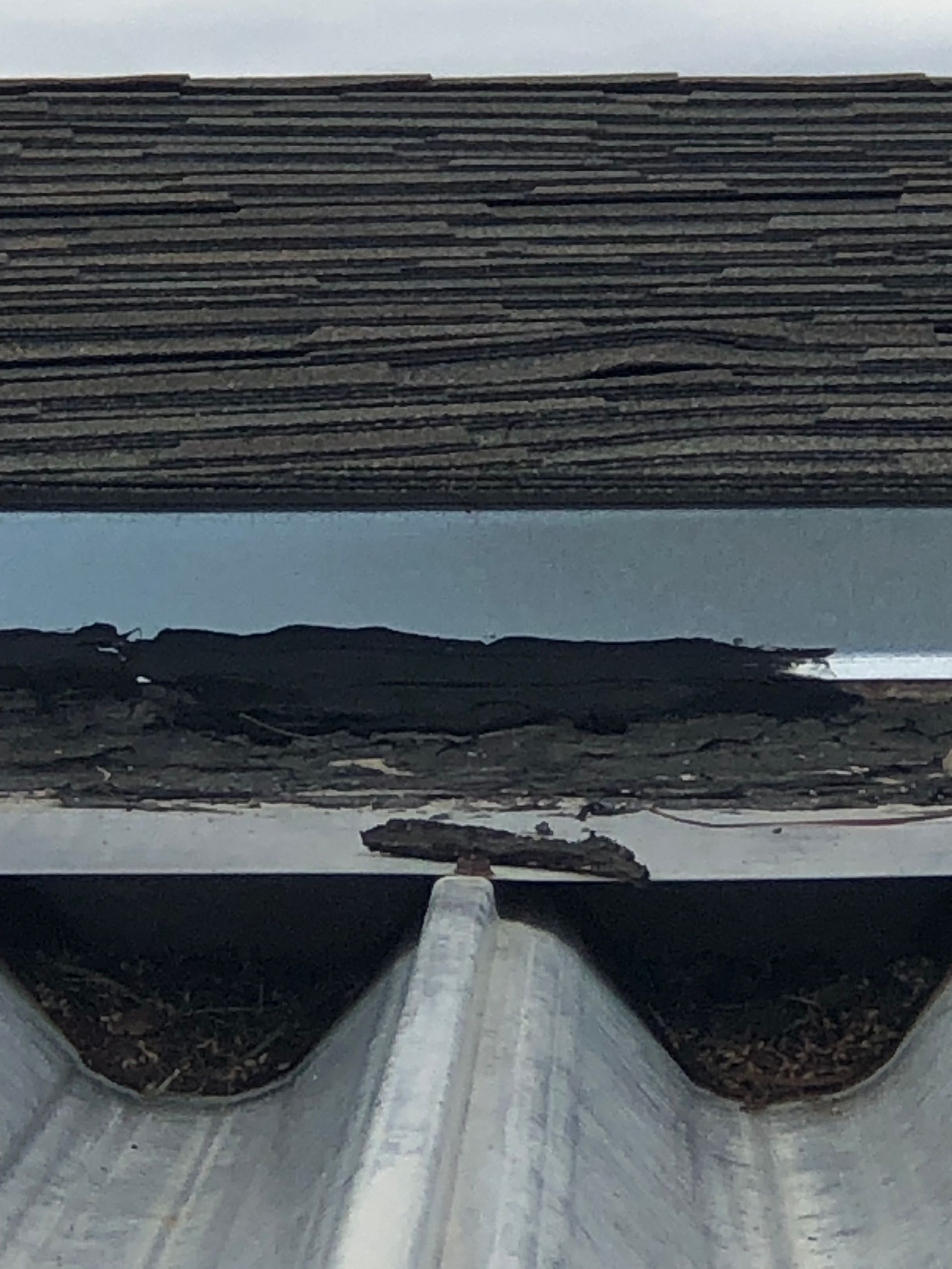 Close-up of a damaged roof gutter with dark debris and asphalt shingles.