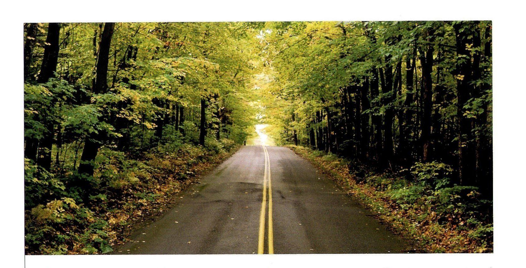 View of an asphalt road running through the forest  