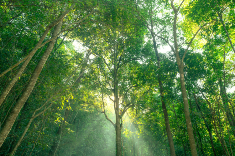 Close-up of a precision tool assembling a semiconductor circuit board.