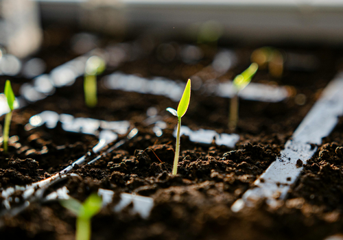 Close-up of seedlings growing in soil under controlled conditions.