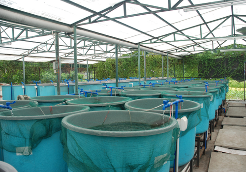 Rows of aquaculture tanks inside a greenhouse structure.