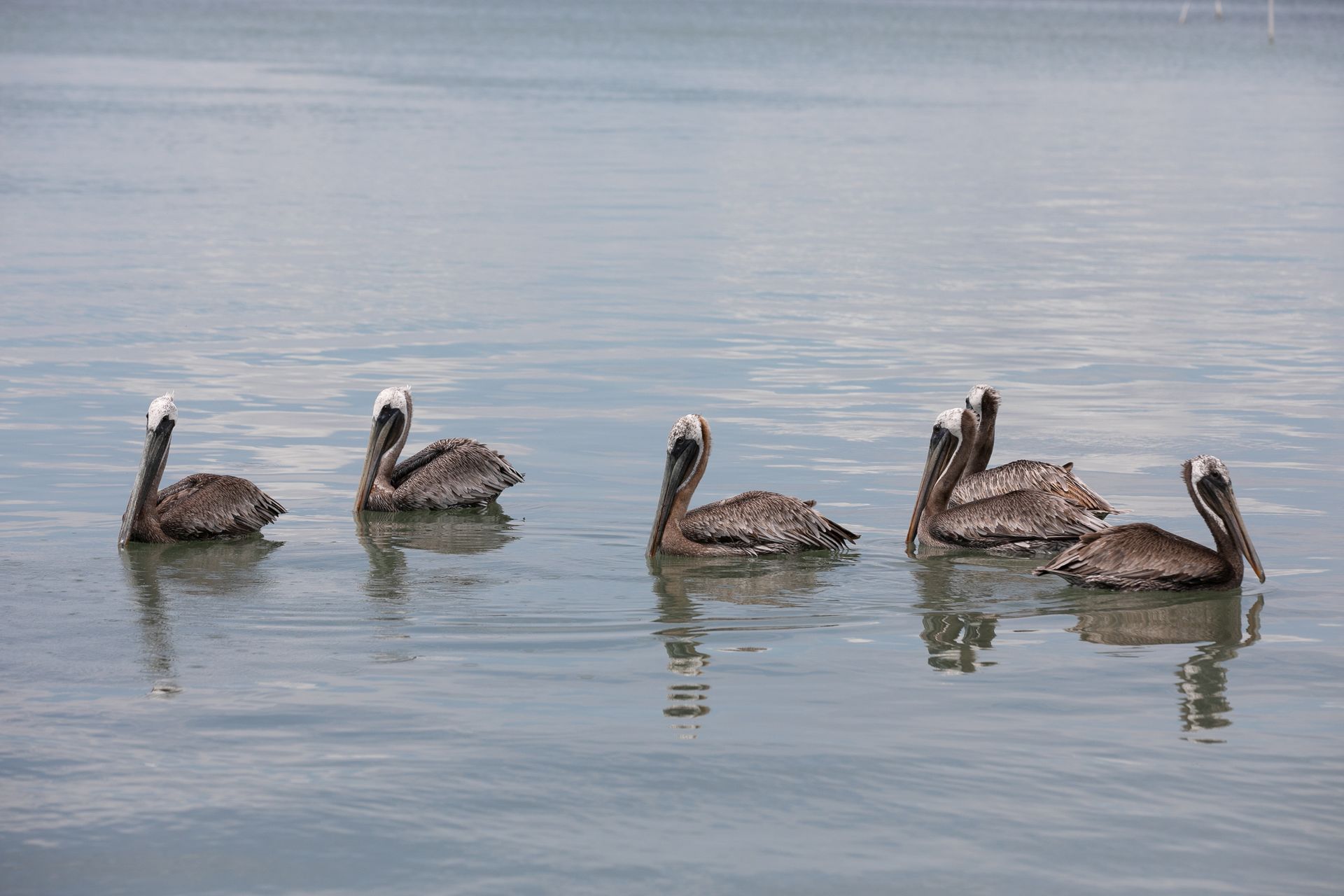 A group of pelicans are swimming in the water.