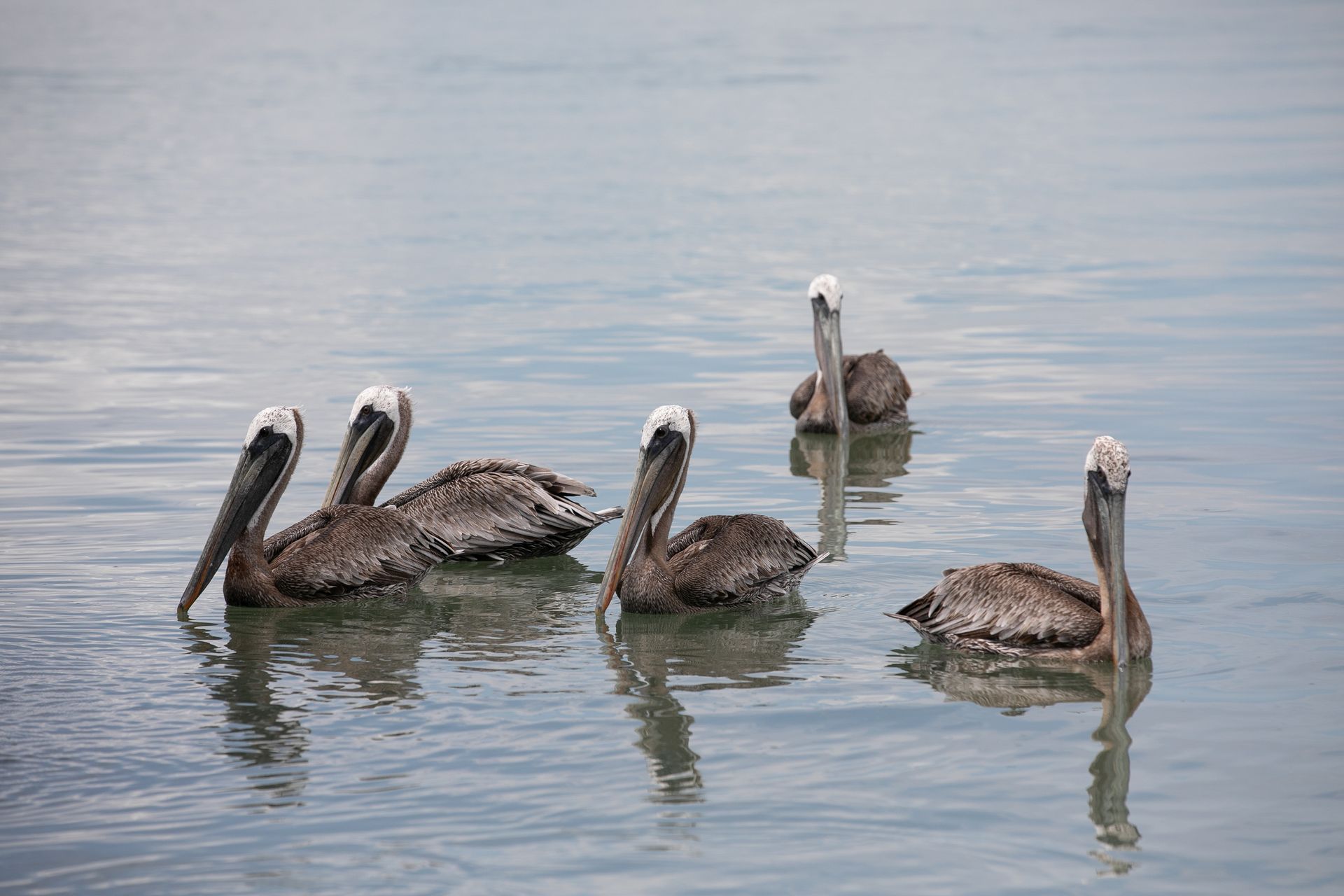 A group of pelicans are swimming in the water.