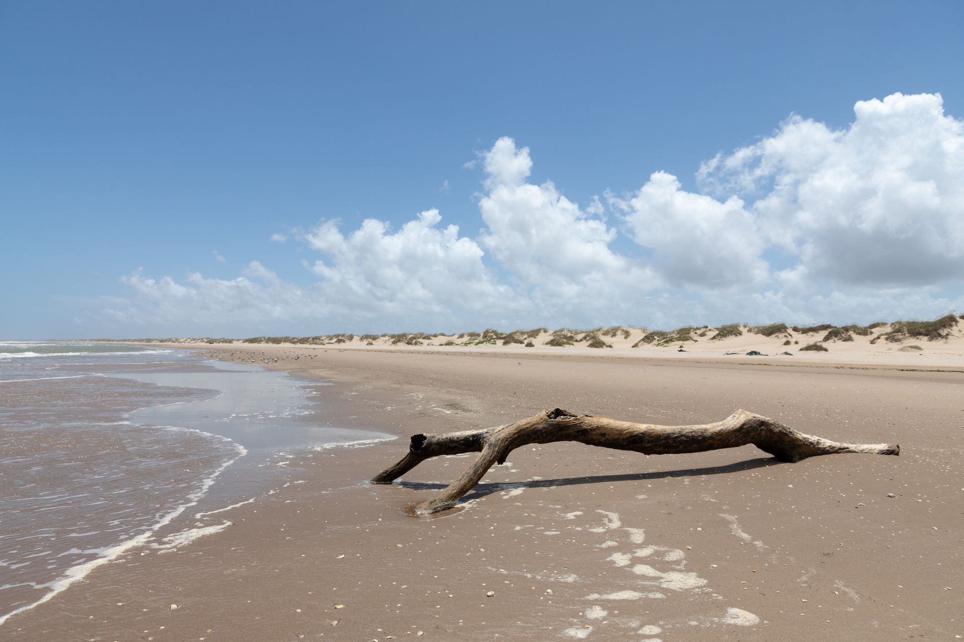 A piece of driftwood is laying on the beach near the water
