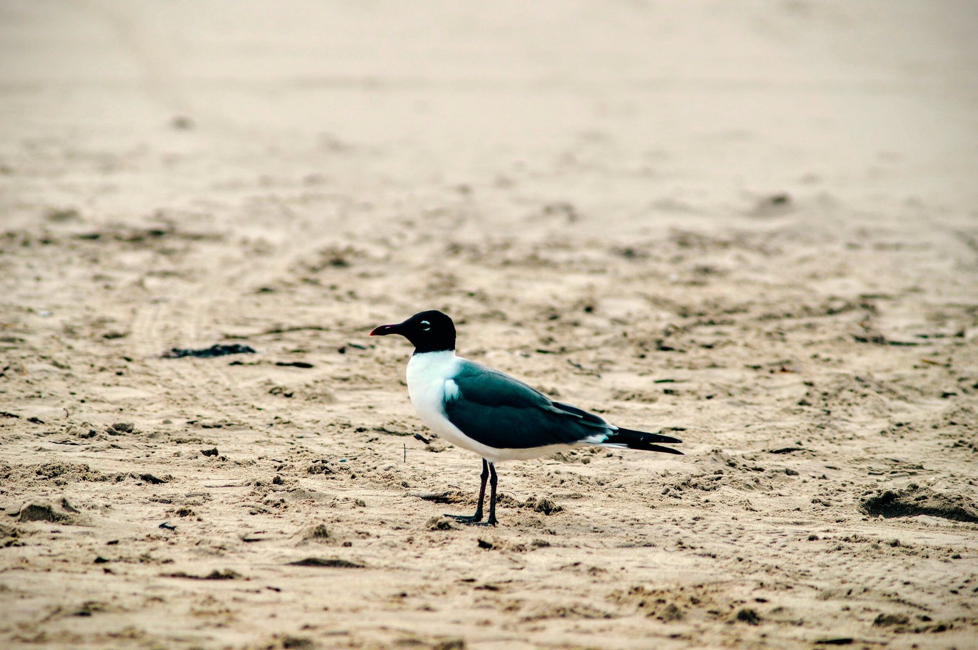 A black and white bird is standing on a sandy beach.