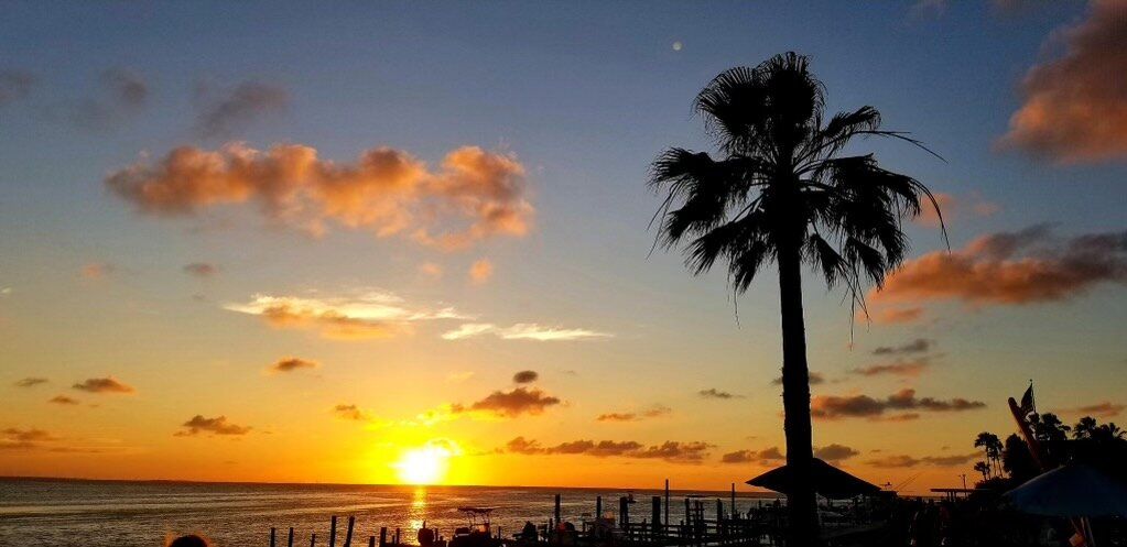 A palm tree is silhouetted against a sunset over the ocean.