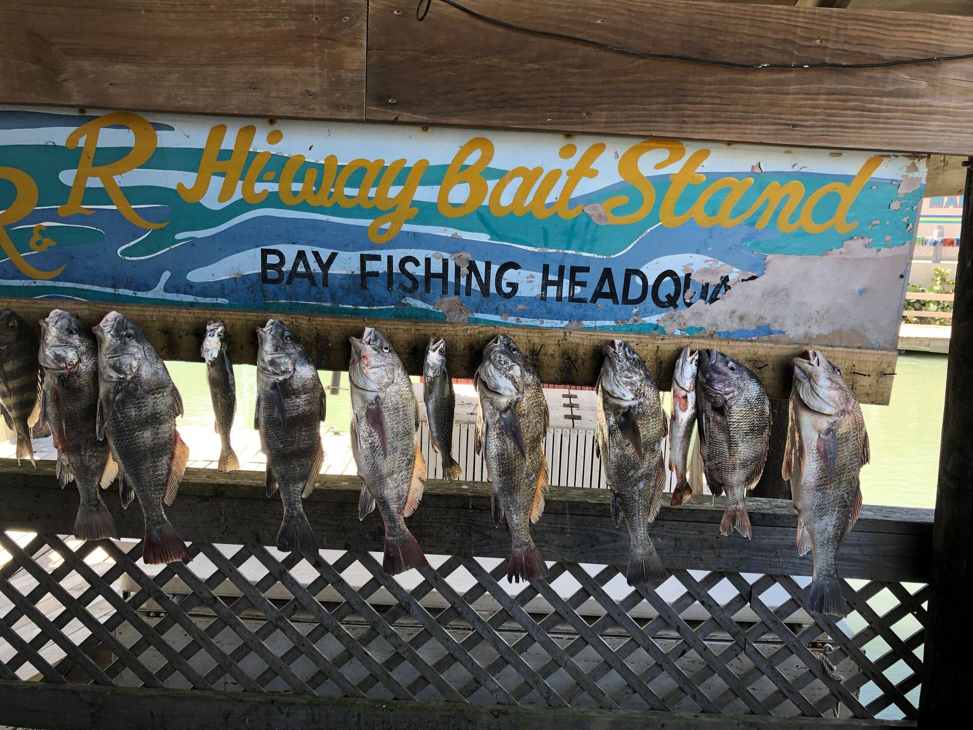A bunch of fish hanging under a sign that says bay fishing headquarters