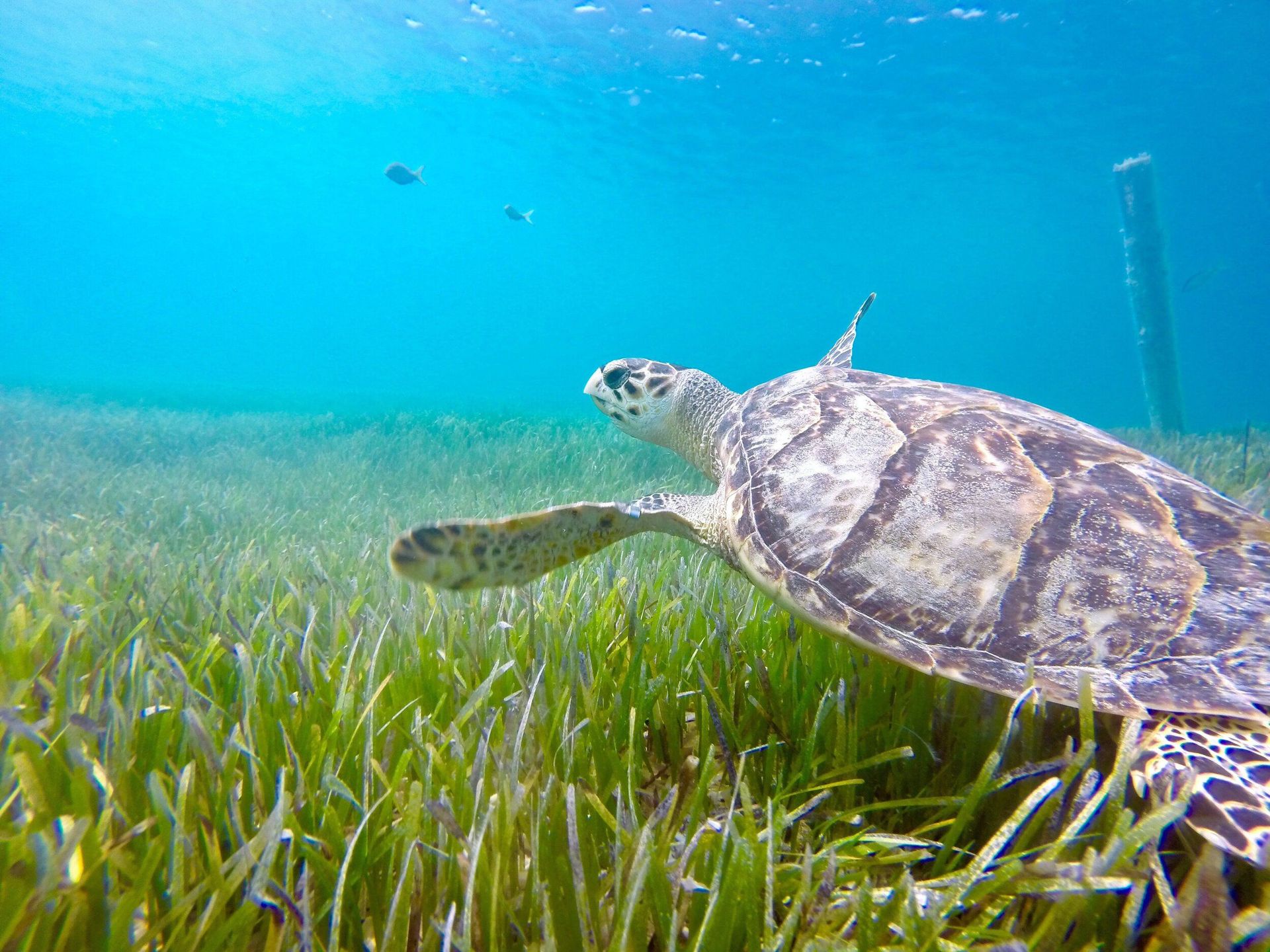 A sea turtle is swimming in the ocean in the grass.