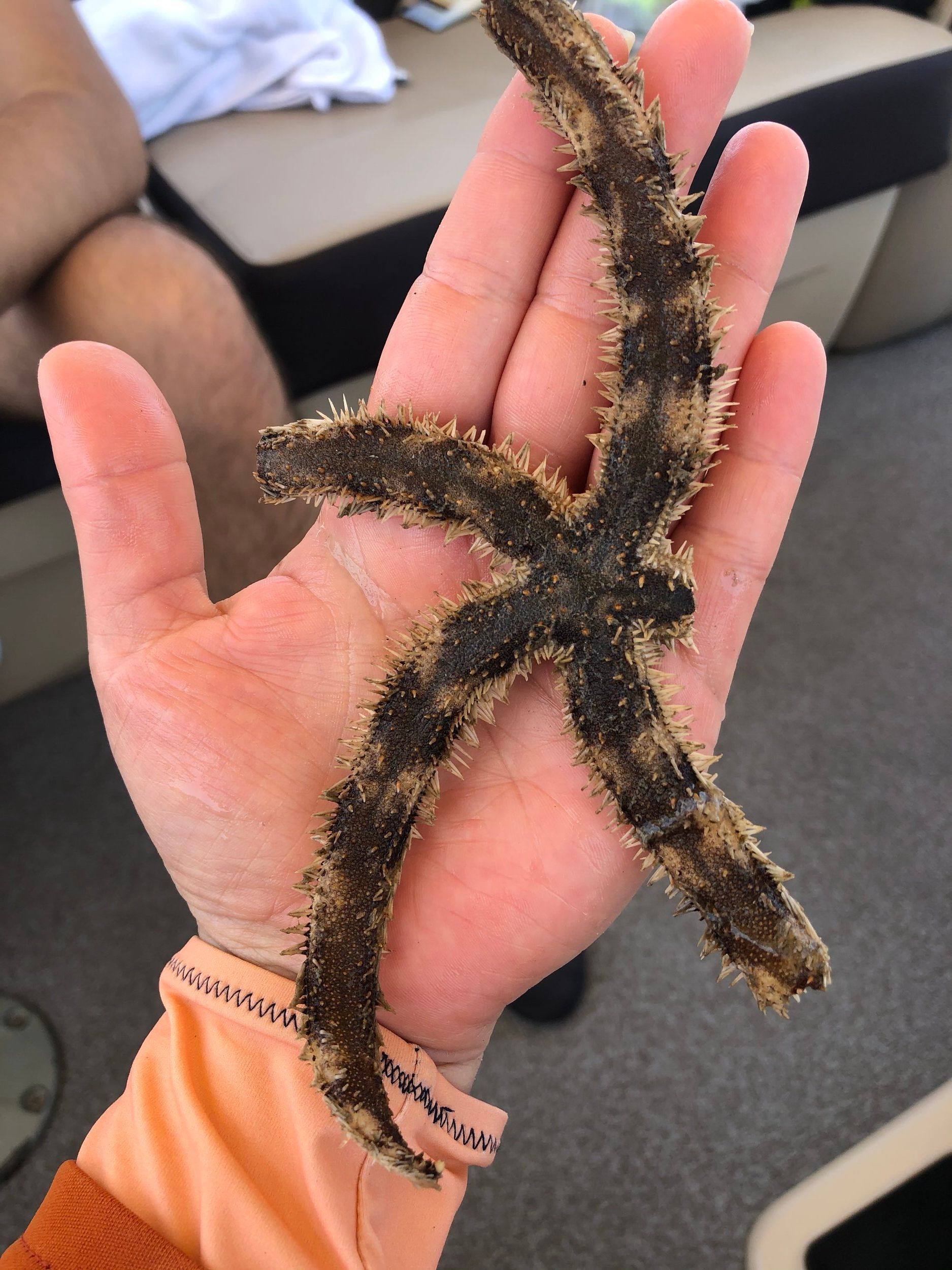 A person is holding a starfish in their hand