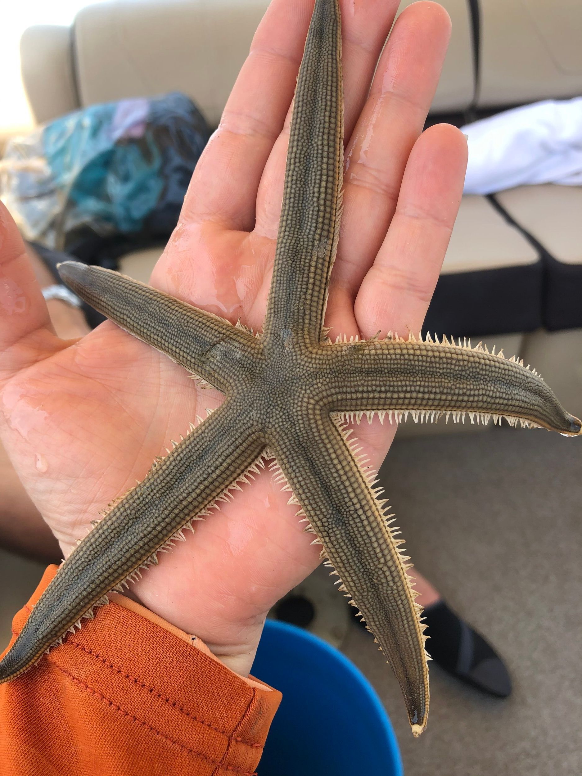 A person is holding a starfish in their hand