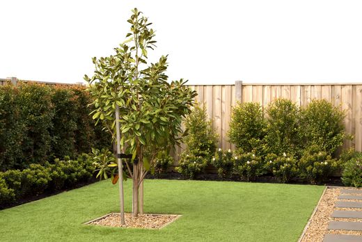 artificial turf laid around a small tree