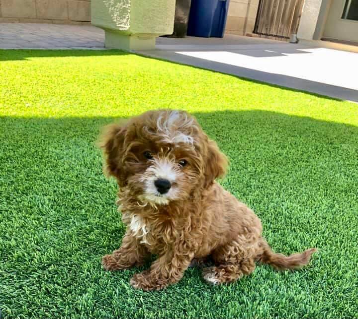 cavapoo sitting in the artificial grass installed by Maricopa Turf Pros