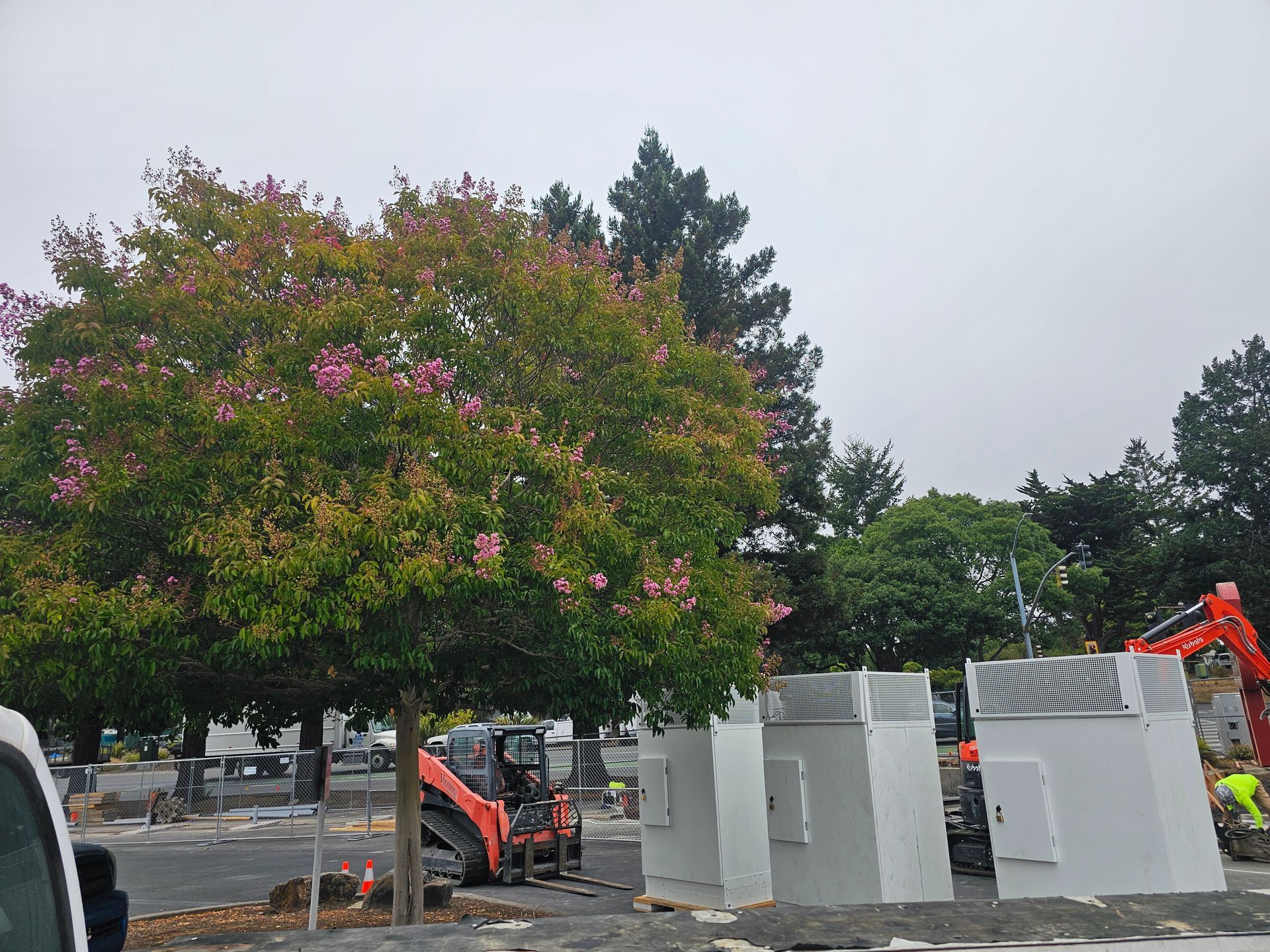 A tree with pink flowers is in the middle of a construction site