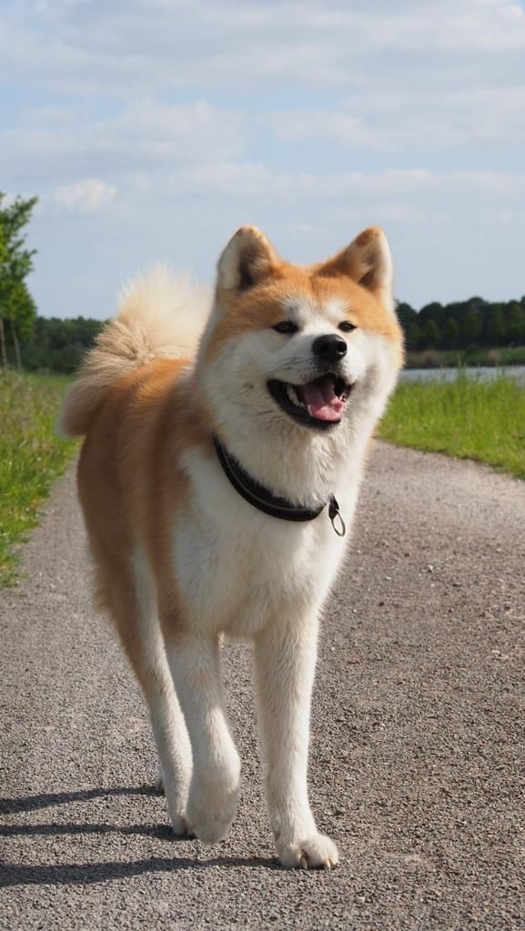 Ein braun-weißer Hund läuft einen Feldweg entlang.