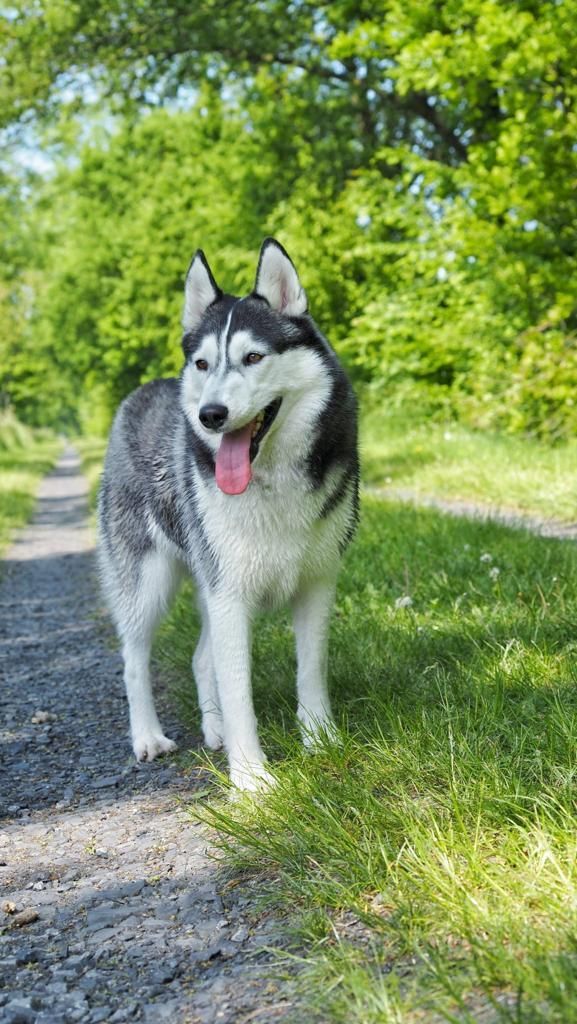 Ein Husky steht auf einem Feldweg im Gras.