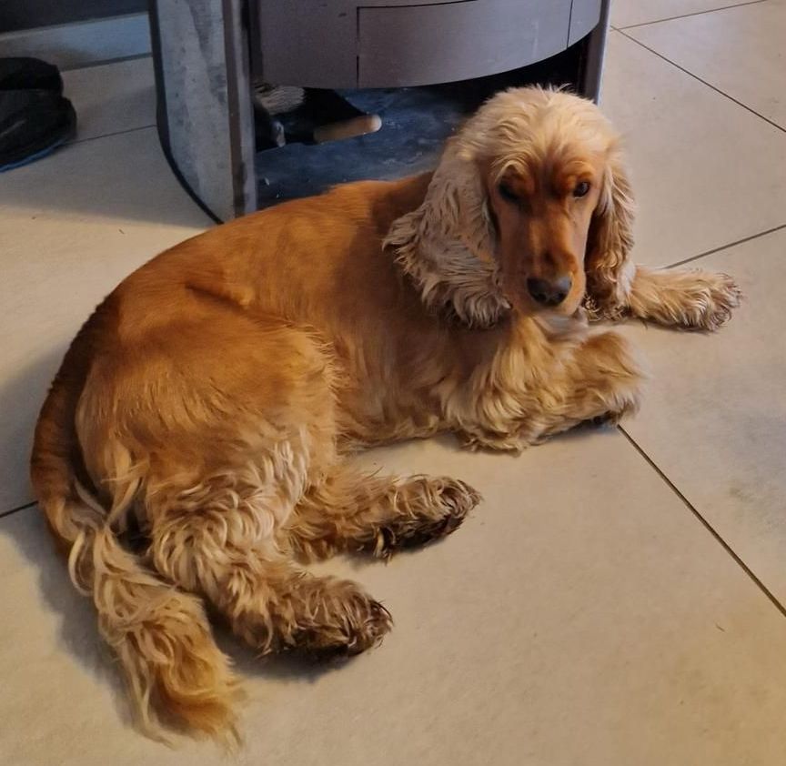 Ein Cocker Spaniel liegt auf dem Boden vor einem Kamin