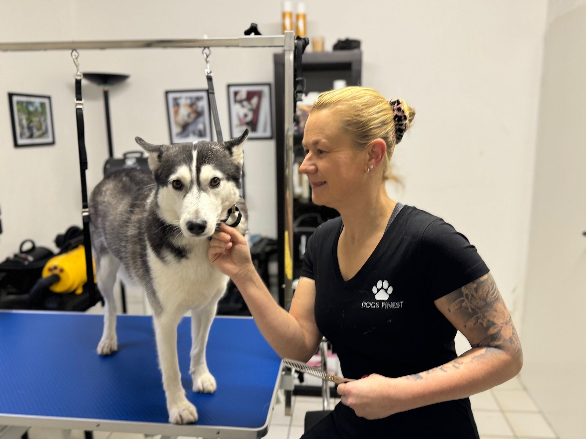 Eine Frau pflegt einen Husky auf einem blauen Tisch