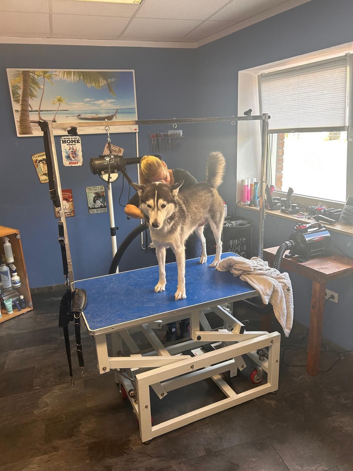 Ein Husky-Hund steht auf einem blauen Tisch