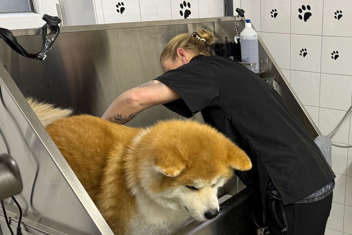 Eine Frau wäscht einen Hund in einer Badewanne.