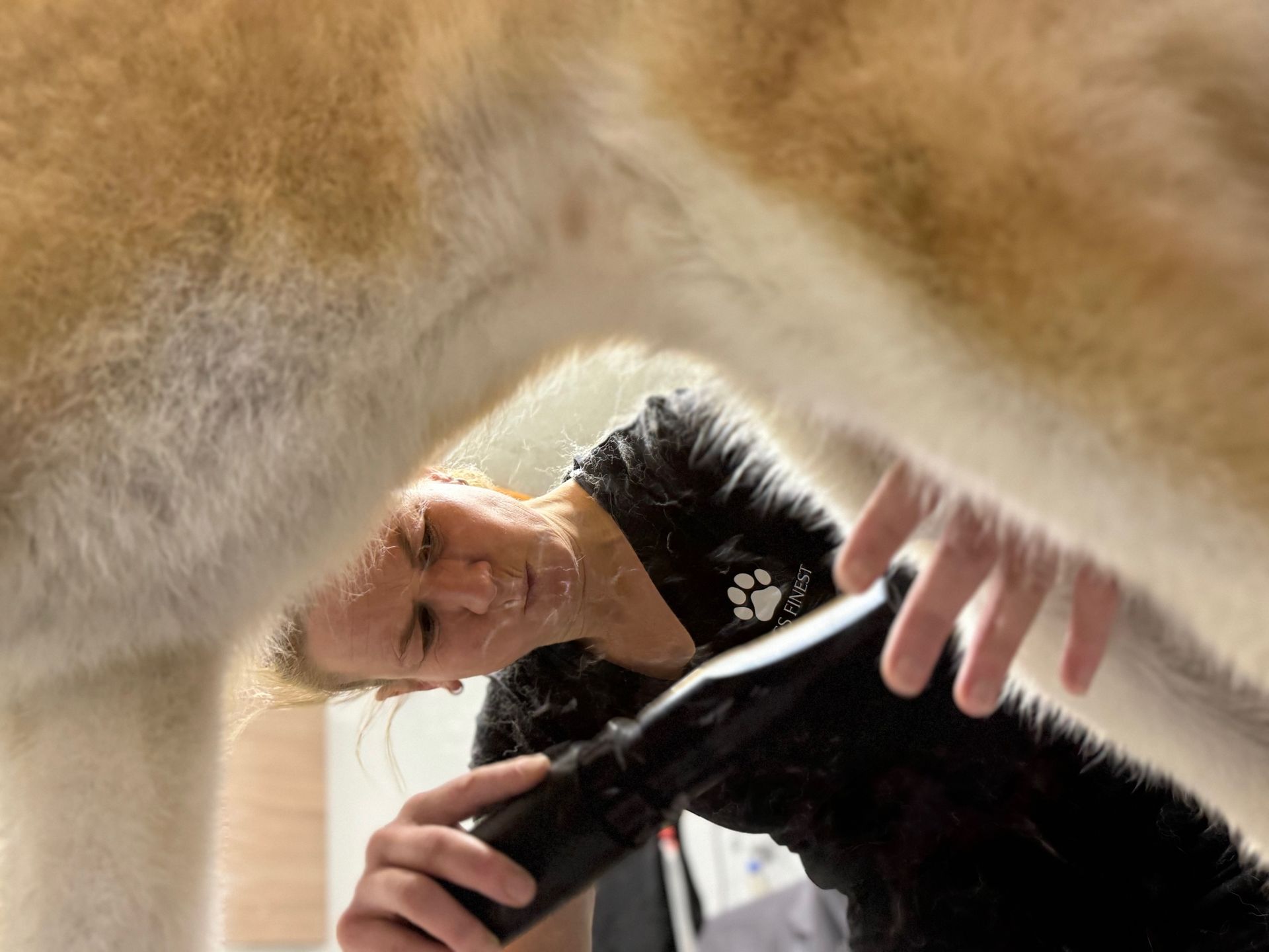 Eine Frau föhnt das Fell eines Hundes mit einem Haartrockner.