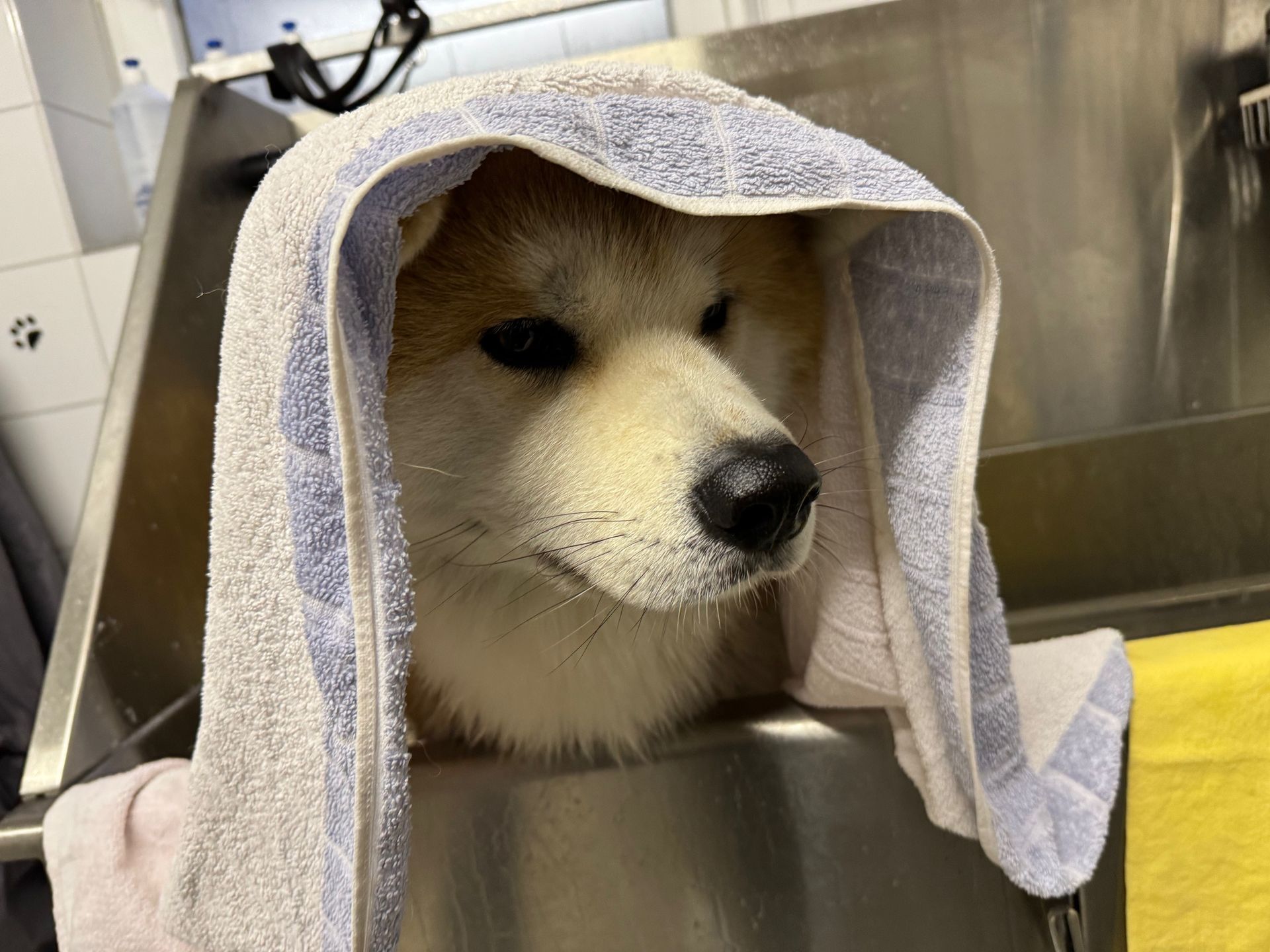 Ein Hund mit einem Handtuch um den Kopf gewickelt.