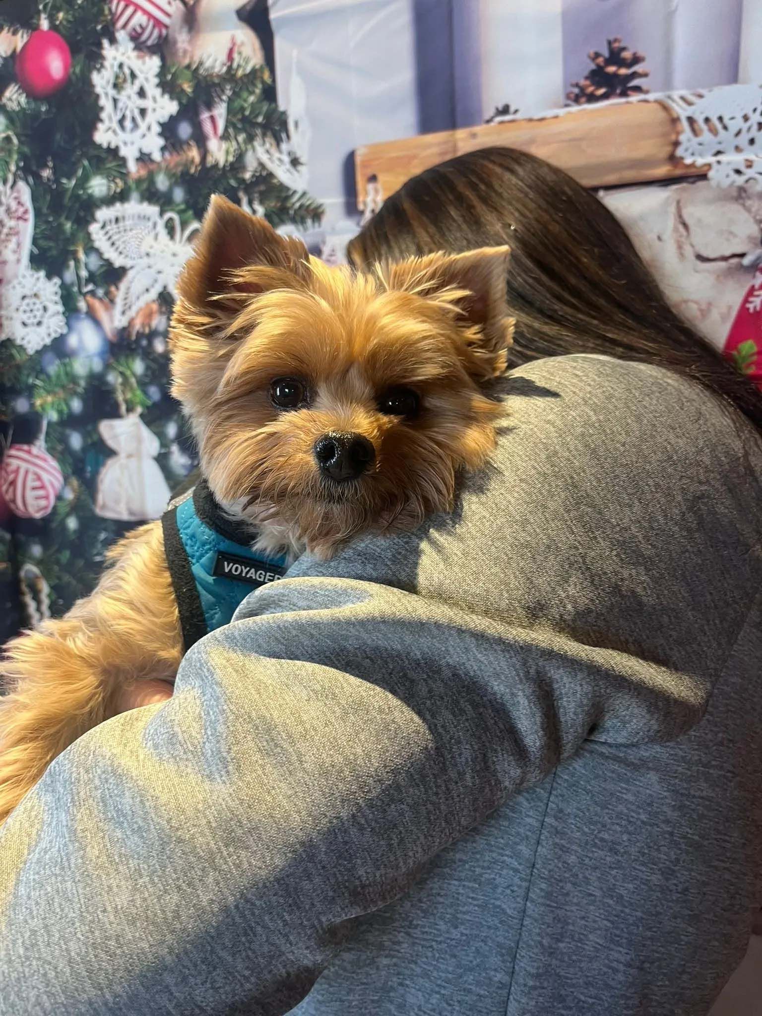 Yorkshire Terrier dog resting on a person's shoulder, Christmas tree backdrop.