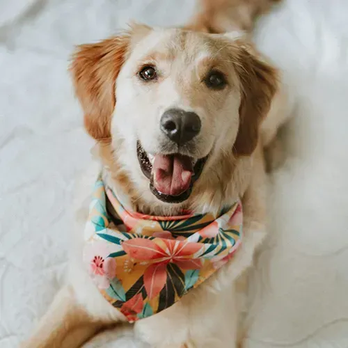 CLOTHING/ANIMALS image