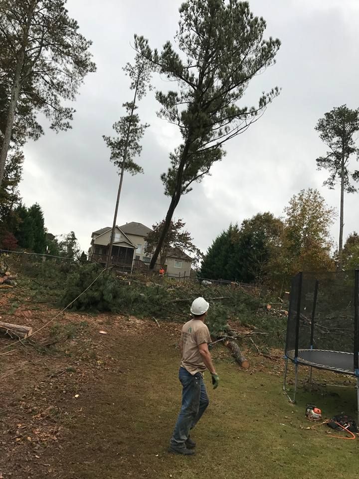 Expert Tree Services in Duluth, GA