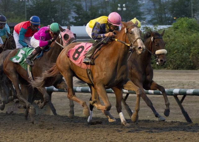 BIG DAYS AHEAD AT HASTINGS - THE CUP, BC CUP and BC DERBY — BC RACEBOOK