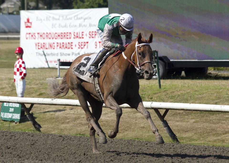 BIG DAYS AHEAD AT HASTINGS - THE CUP, BC CUP and BC DERBY — BC RACEBOOK