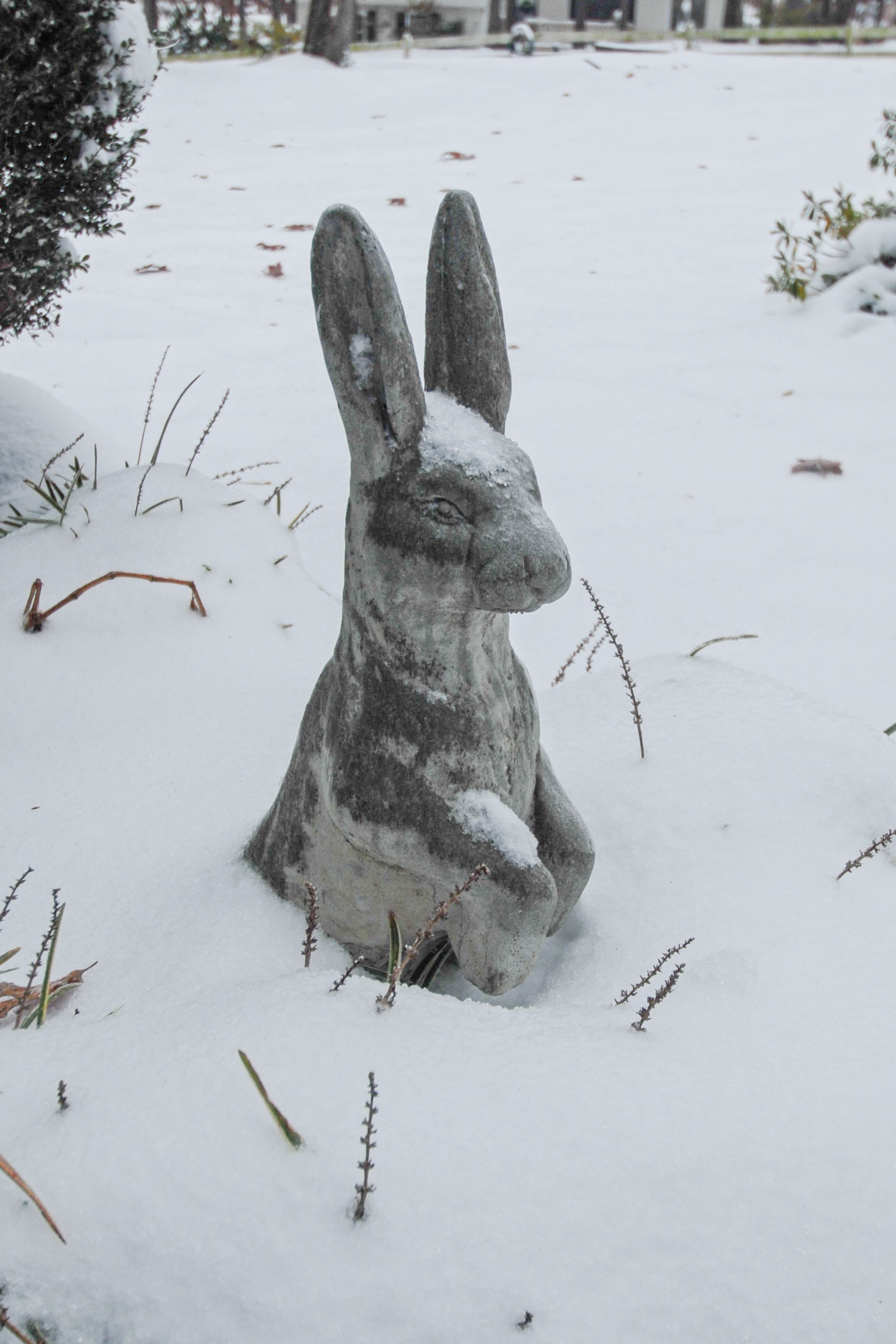 photo print of bunny 