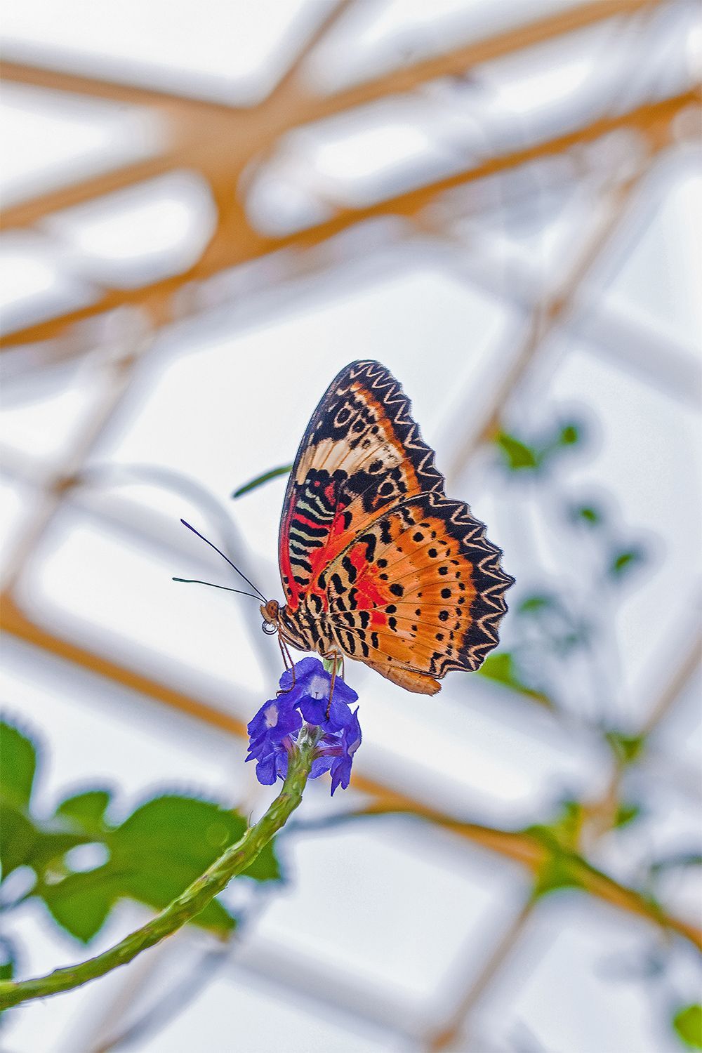 butterfly photo on a healthcare wall