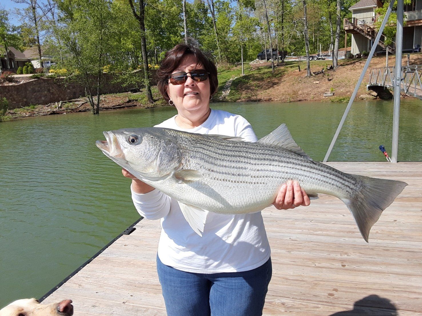 Smith Lake Fishing Adventures Gallery | Striped Bass Fishing Guide AL