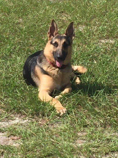 German Shepherd dog lying in green grass. Black and tan fur.