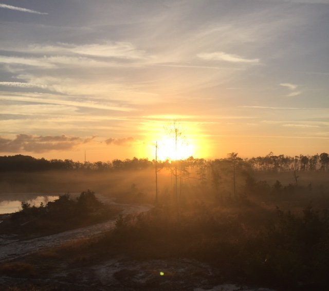 Sunrise over a misty wetland, casting golden light.