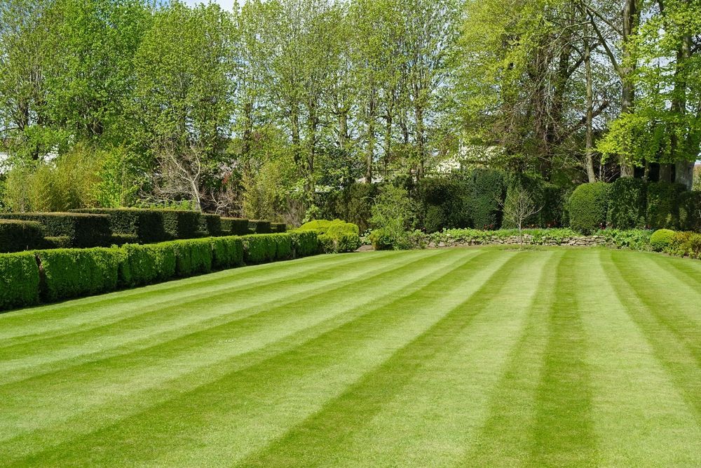 A lush green lawn with trees in the background