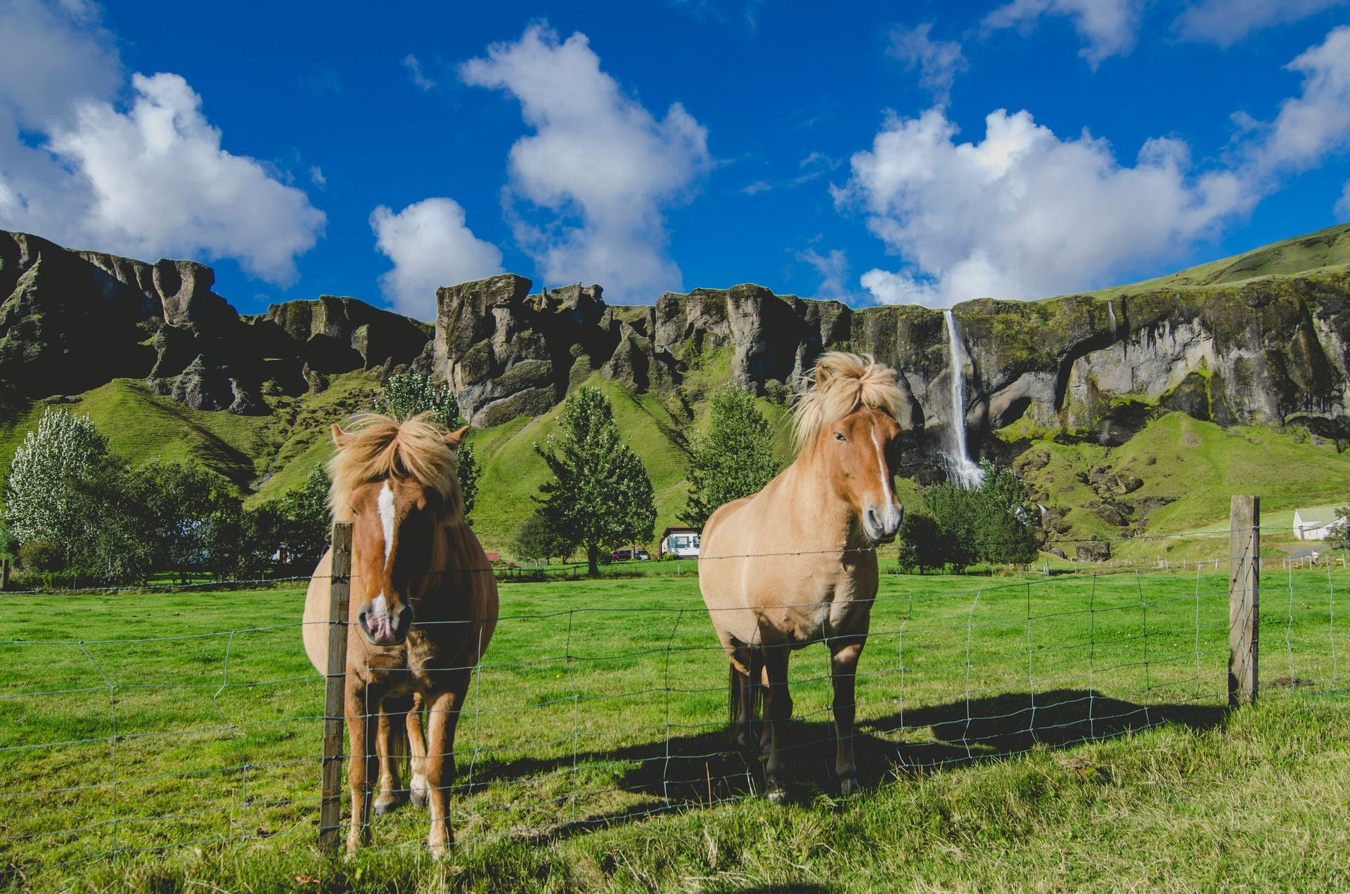 two icelandic horses are standing in a grassy field with a waterfall in the background.