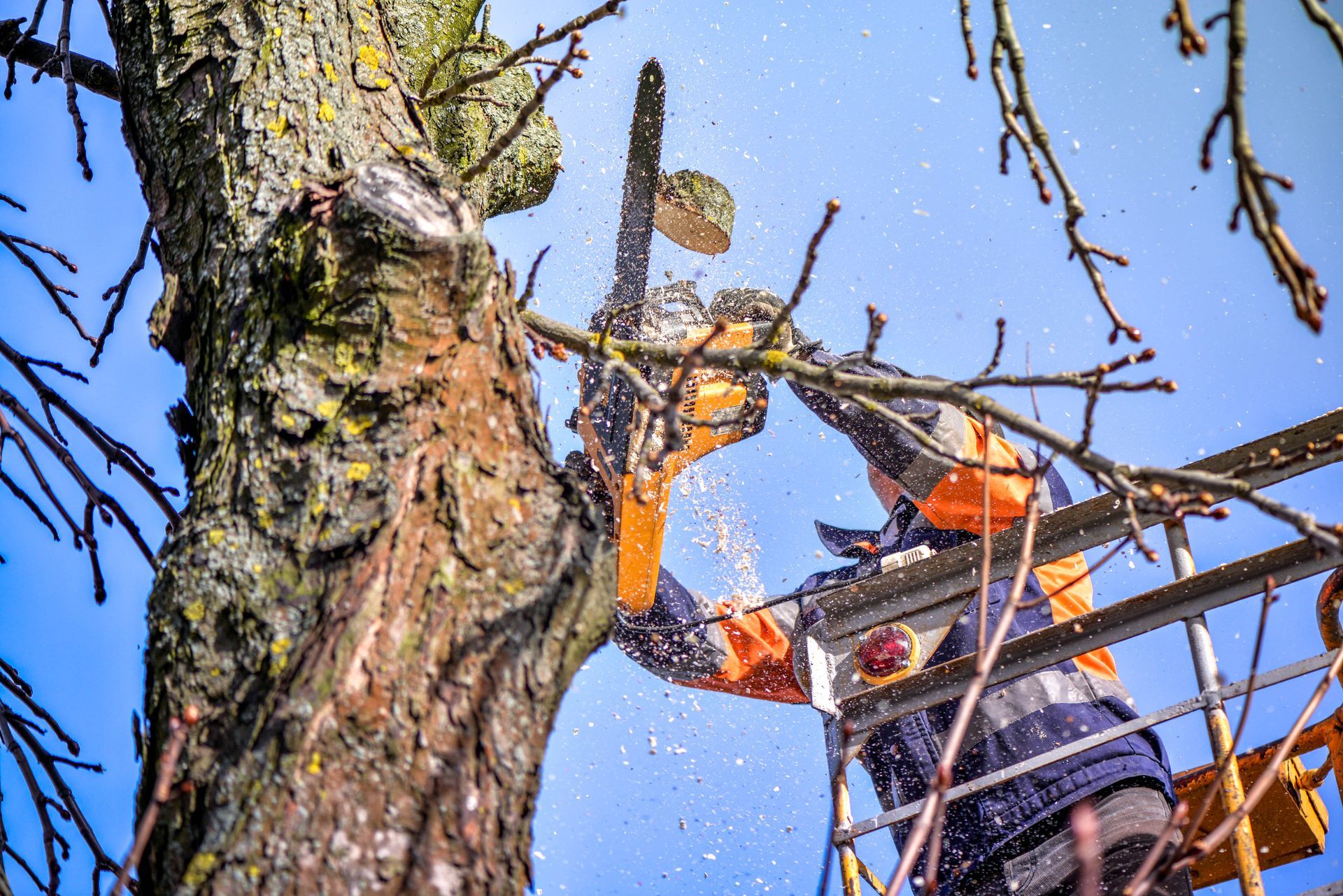 Worker pruning a tree from a cherry picker, wearing orange safety gear amid falling wood chips